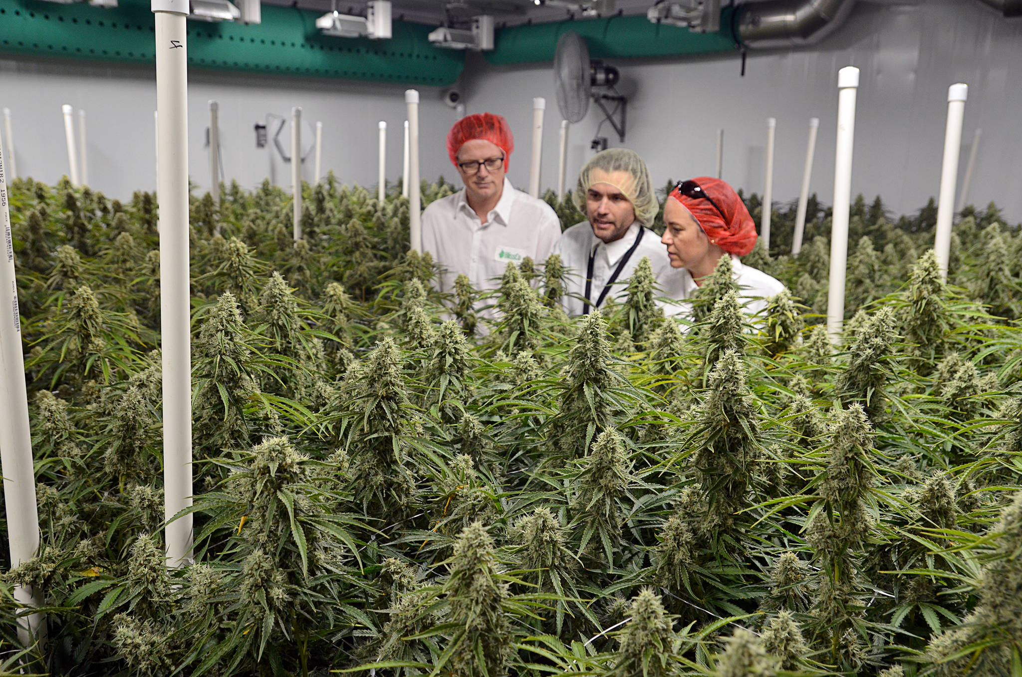 From (hydroponic) farm to table A look inside a cannabis production facility