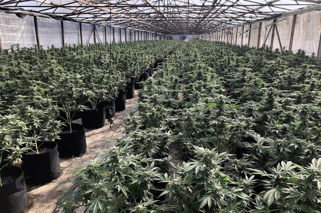 15,000 plants seized in raid on illegal California pot farm All About