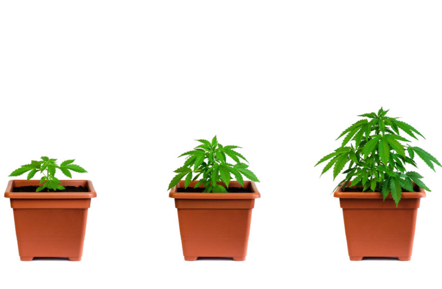 How to grow weed that’s ready to smoke