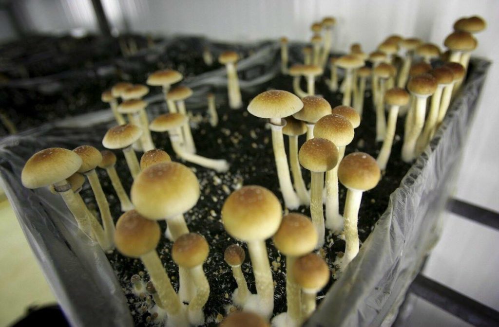 Community invited to grand opening of ‘magic mushroom’ facility in Princeton