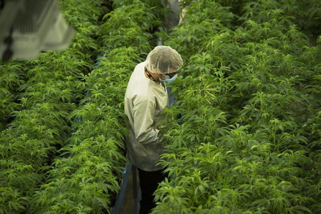Canopy Growth reports Q4 net revenue down 25 per cent from year ago
