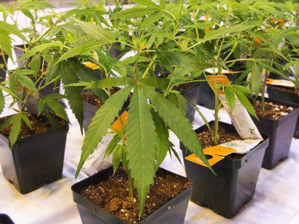 Aurora Cannabis to layoff 12 per cent of workforce amid reorganization