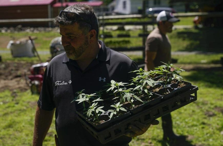 New York’s 1st legal marijuana crop sprouts under the sun
