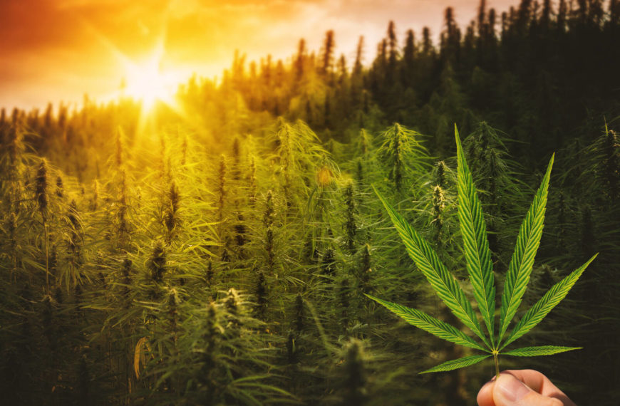 Kootenay Rockies Tourism, Selkirk College explore cannabis tourism opportunities