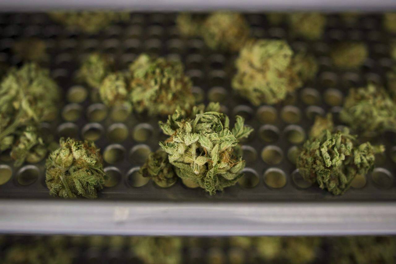 How is cannabis legalization going? Feds launch overdue review to find out