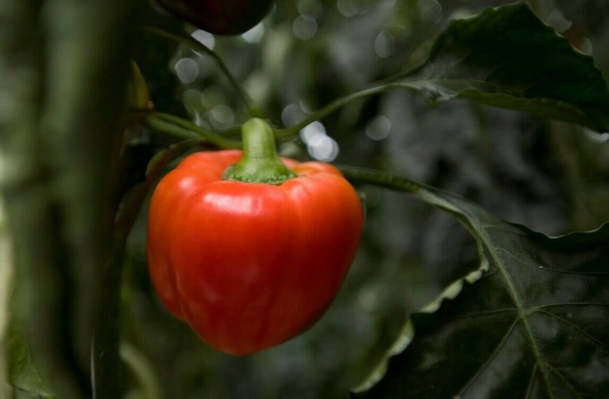 Indoor growing could feed Canadians — and others — year-round