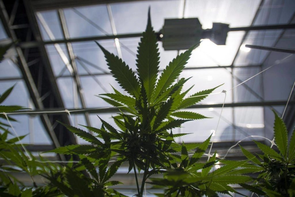 Former CannTrust compliance worker says unlicensed growing ‘very openly’ discussed
