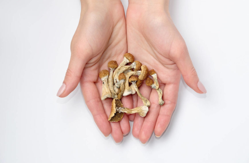 As under-the-table market grows, patients urge Ottawa to regulate magic mushrooms