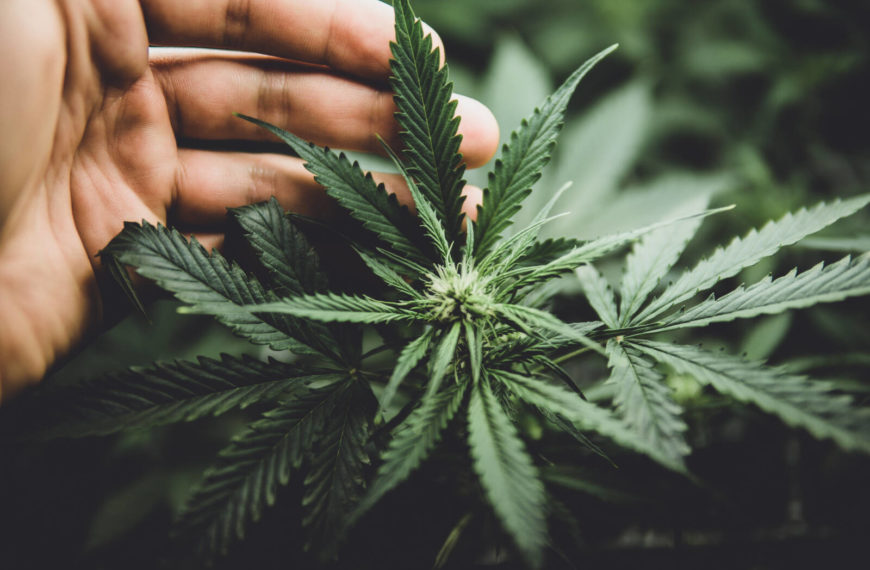 Free after 14 years in prison for selling medical weed, California man aims to change US law