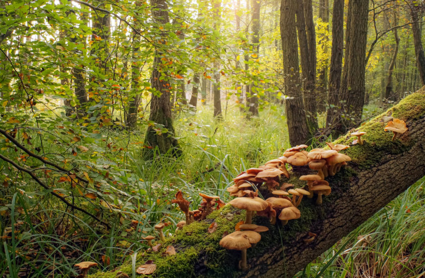 ‘The Last of Us’ fungus zombies are fictional, but real fungi can infect people, and they’re becoming more resistant