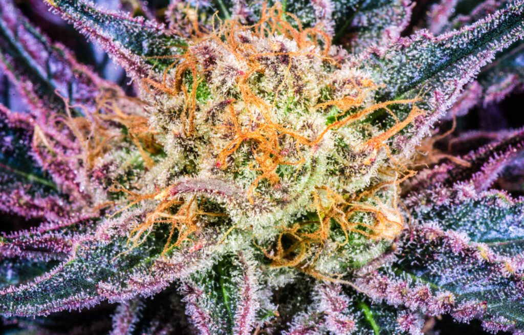 7 reasons to blaze a trail to the 2023 CannExpo