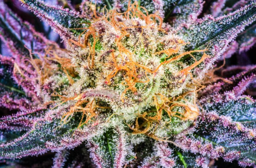 7 reasons to blaze a trail to the 2023 CannExpo