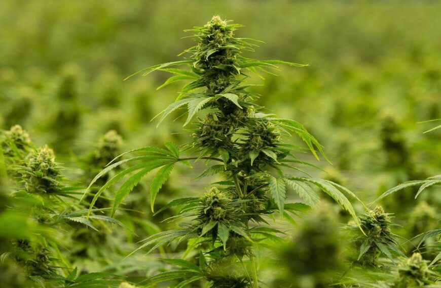 Cannabis ‘price war’ could cause ‘significant’ damage to industry: HEXO CEO