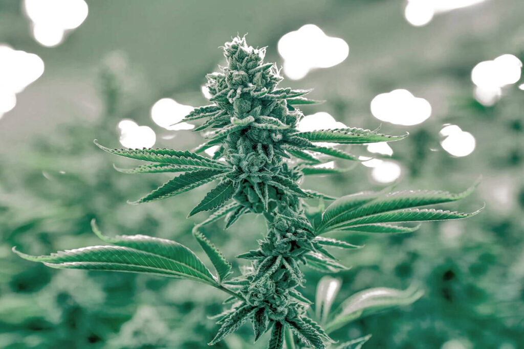 Frustration grows over outdoor cannabis operation near Golden