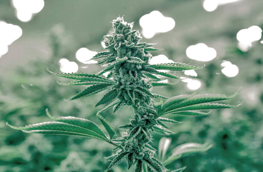 Frustration grows over outdoor cannabis operation near Golden