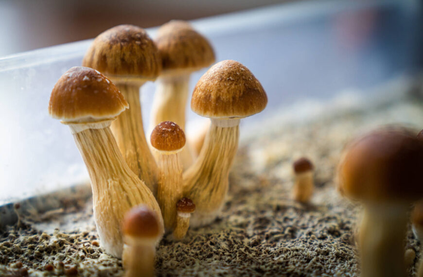 LA dispensaries openly sell ‘magic mushrooms’ as state weighs decriminalization