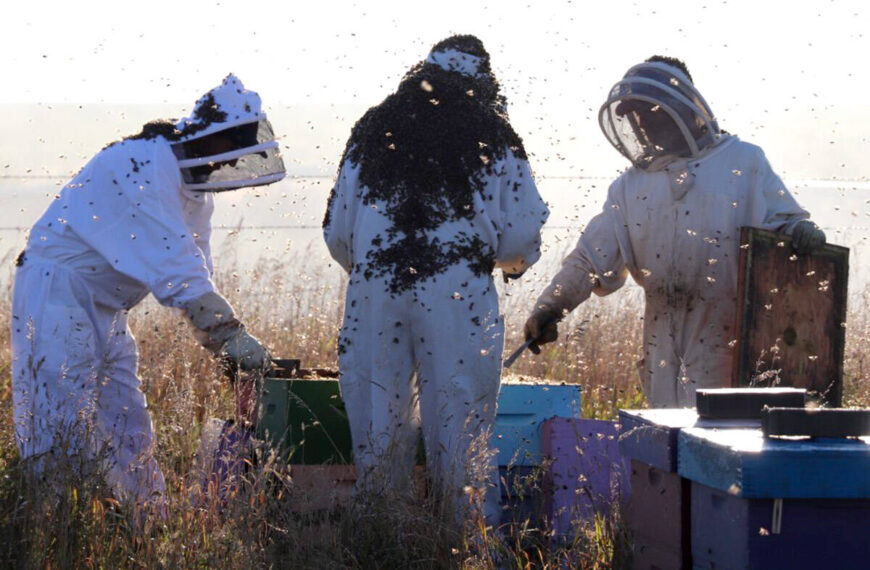 Province expands extreme weather funding program to include beekeepers, pot growers