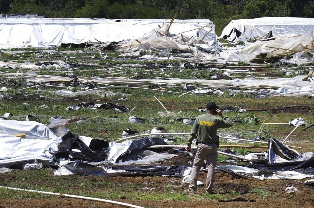 Oregon to crack down on illegal pot growers by holding landowners responsible