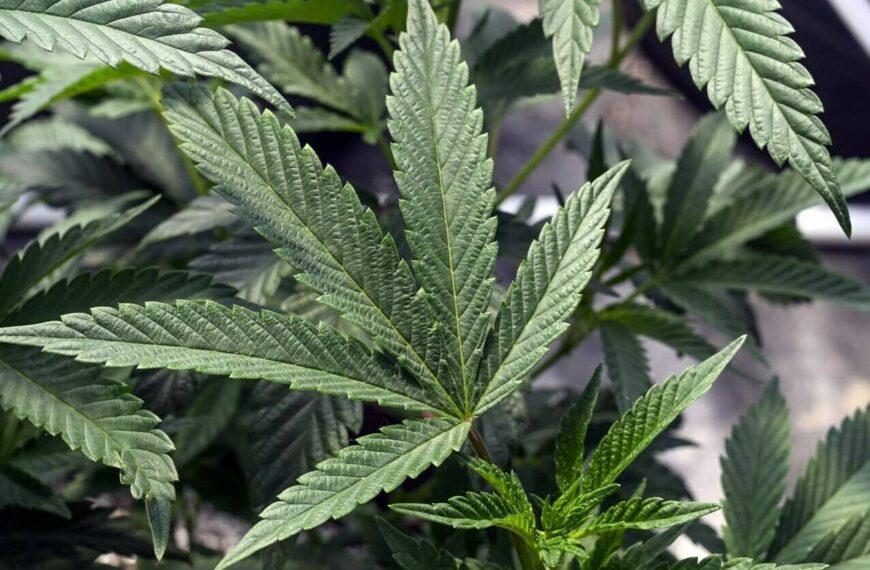 US regulators might change how they classify marijuana. Here’s what that would mean