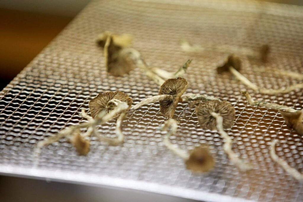 Oregon launches legal psilocybin access amid high demand and hopes for improved mental health care