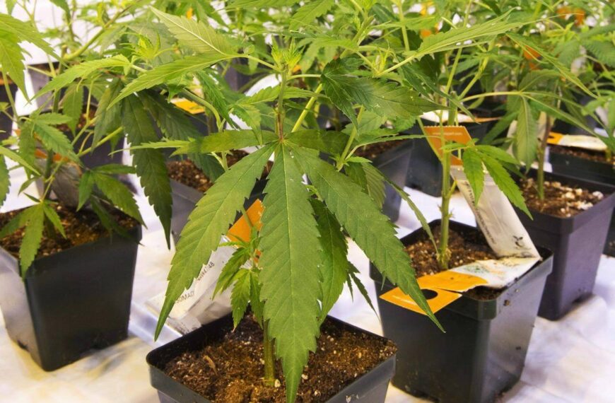 Aurora Cannabis to raise $33.8M in share offering, plans to repay convertible debt