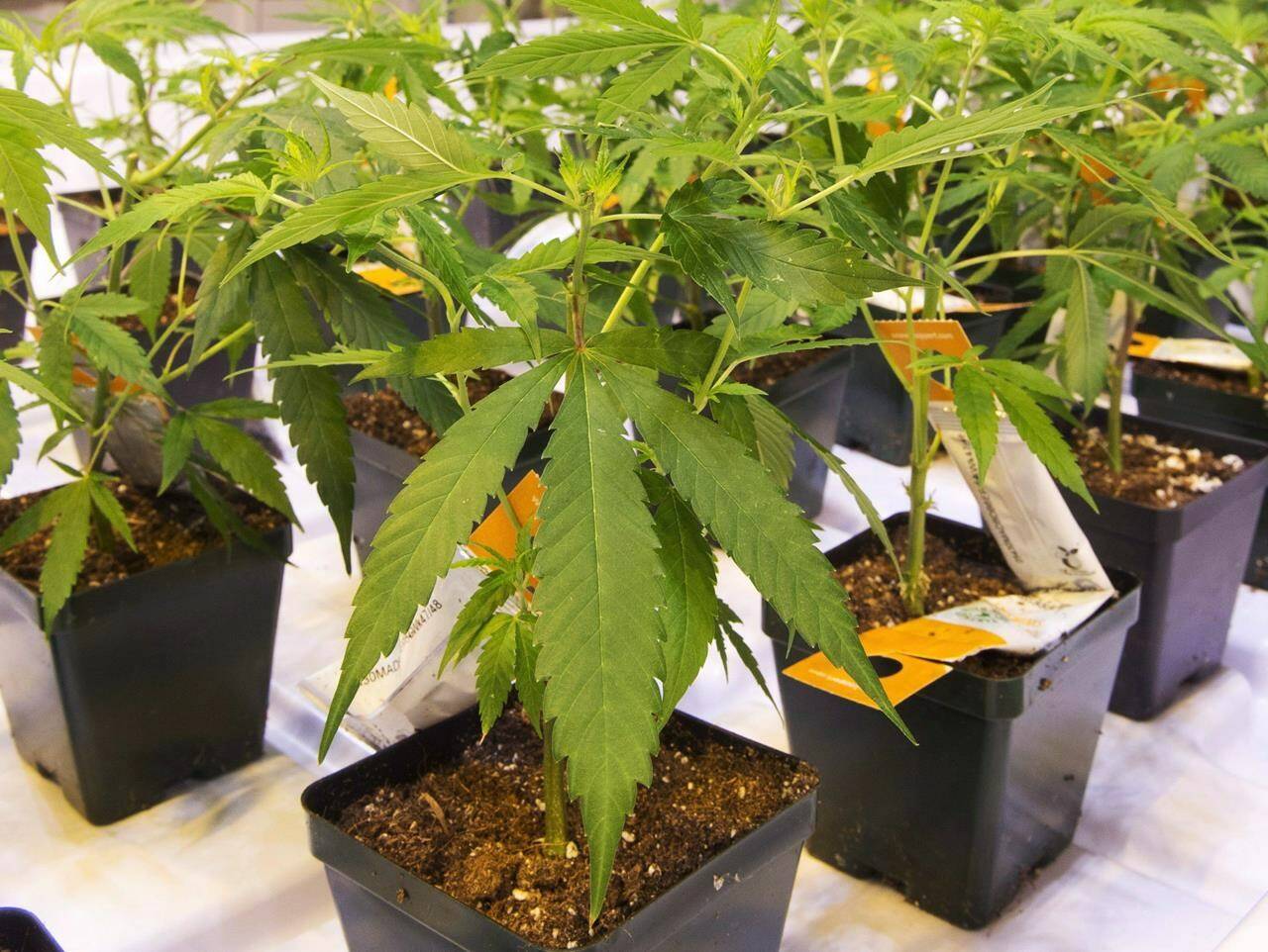 Aurora Cannabis to raise $33.8M in share offering, plans to repay convertible debt