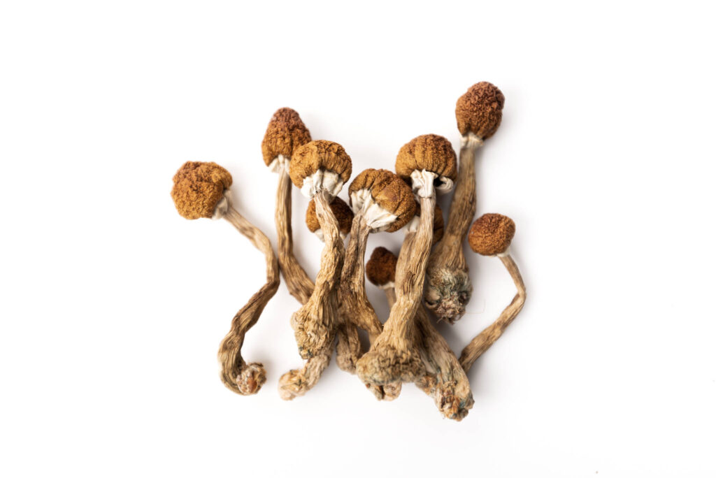 Federal court ruling sets back health workers seeking psilocybin mushroom access