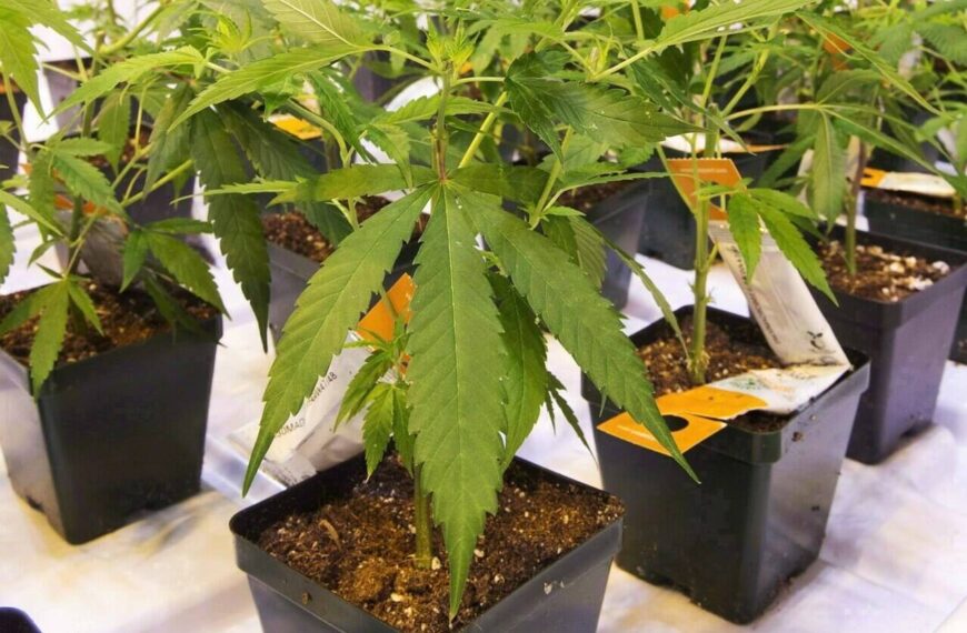 Aurora Cannabis revenues rise in Q2, led by strength in medical cannabis sales