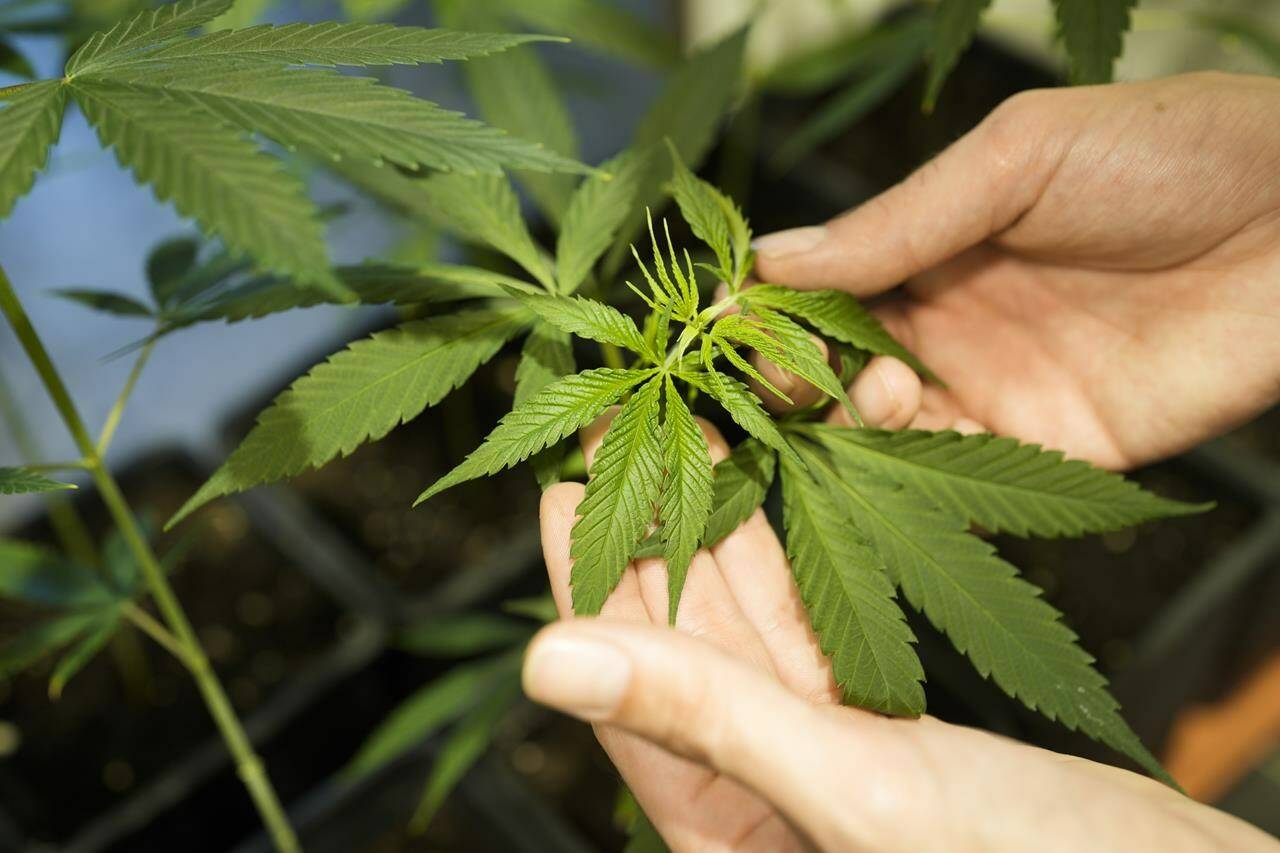 Germany’s plan to liberalize cannabis rules clears its final parliamentary hurdle