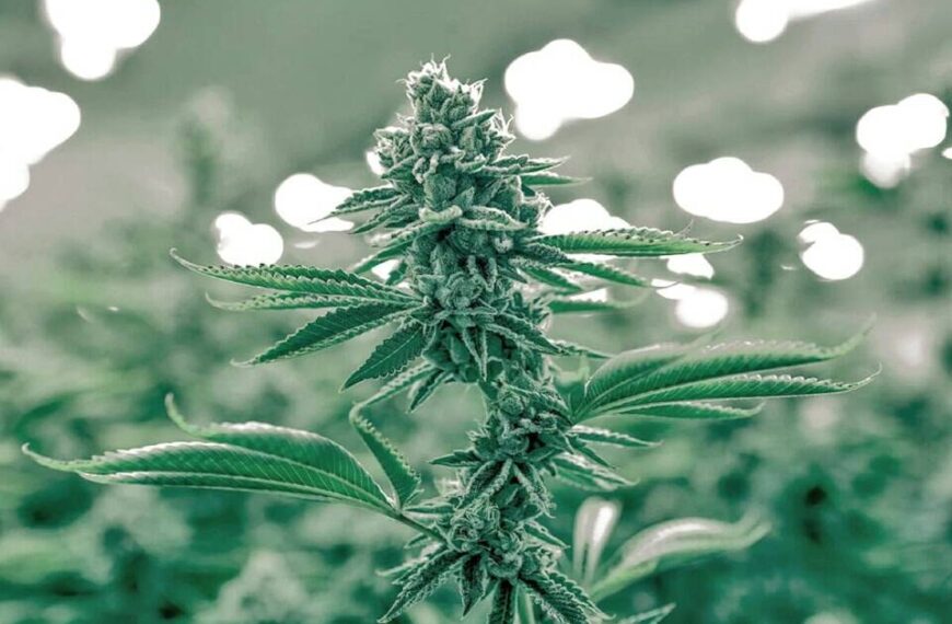 Cannabis shop proposal in Chemainus goes to public hearing