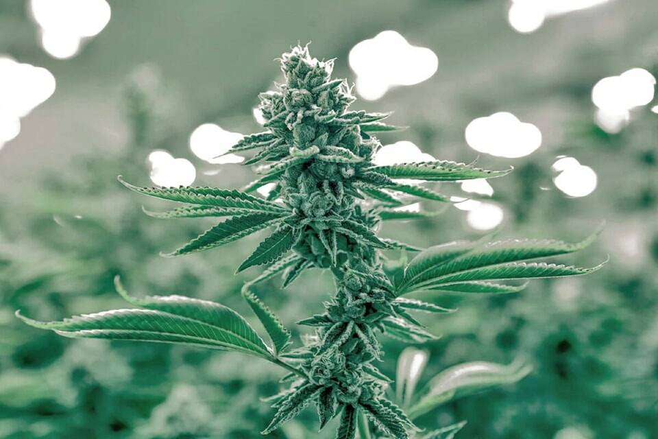 Cannabis shop proposal in Chemainus goes to public hearing