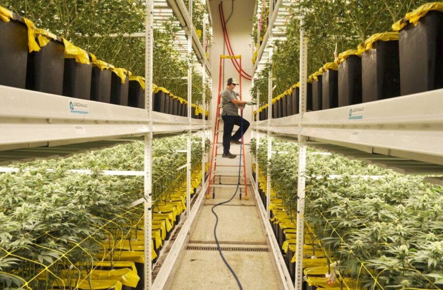 B.C. cannabis industry ‘cautiously optimistic’ about ministry change