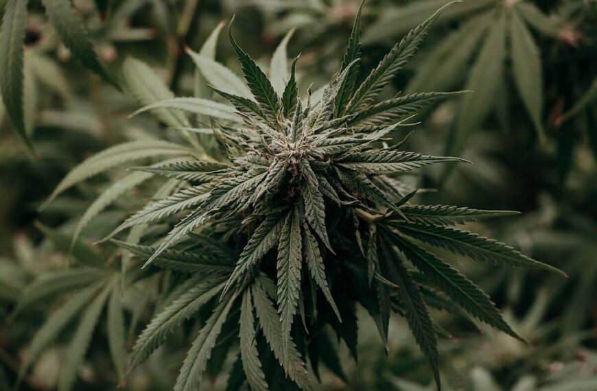 Mission says no to cannabis cultivation in rural areas
