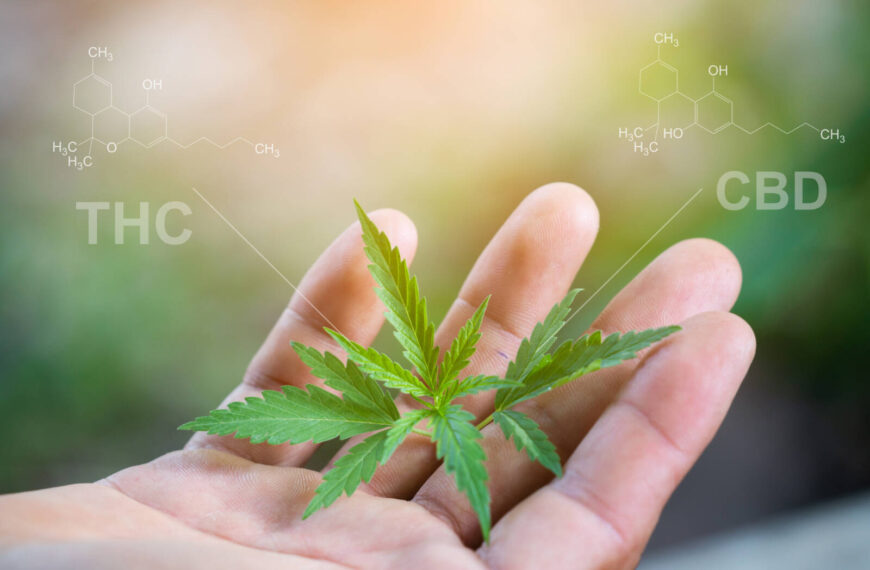 New cannabis products and note-worthy initiatives