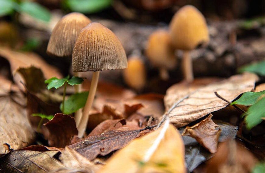 For better therapy, just add mushrooms